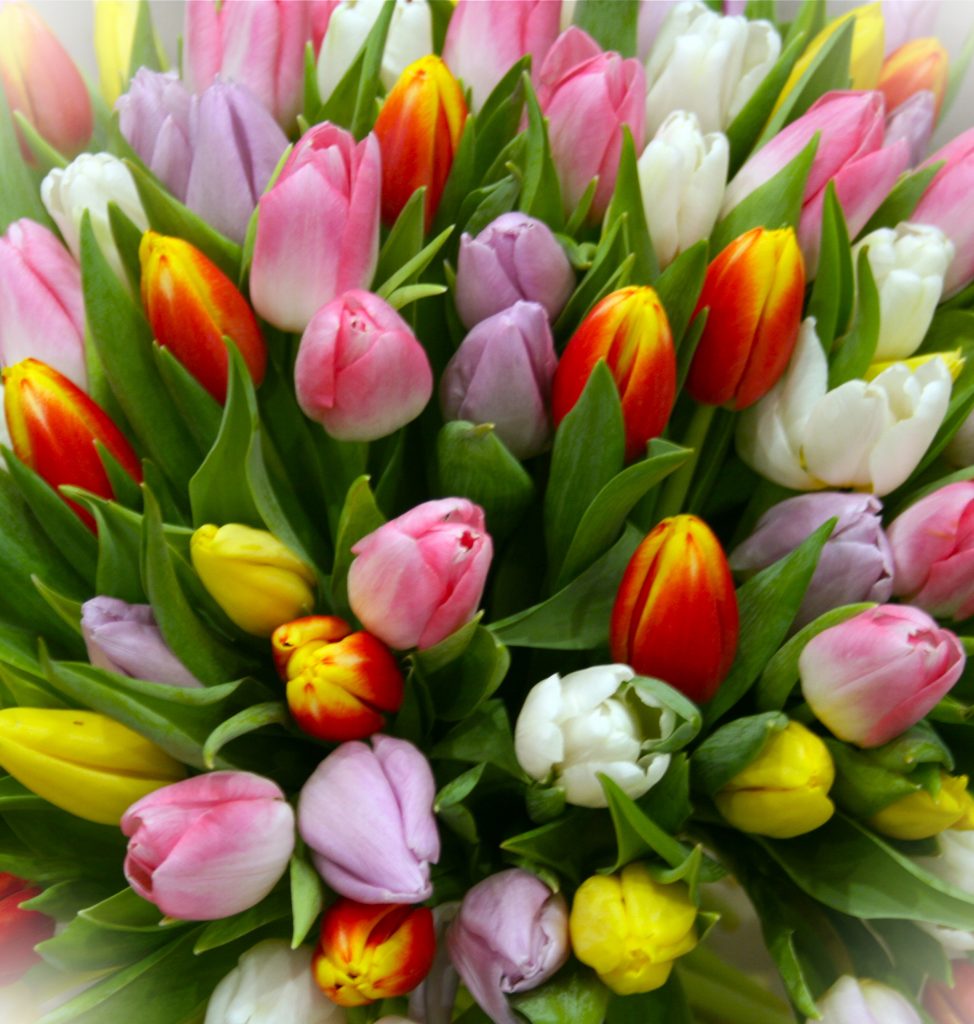 Venez voter pour votre image préférée de tulipes! Tulipes-toutes-couleurs-974x1024