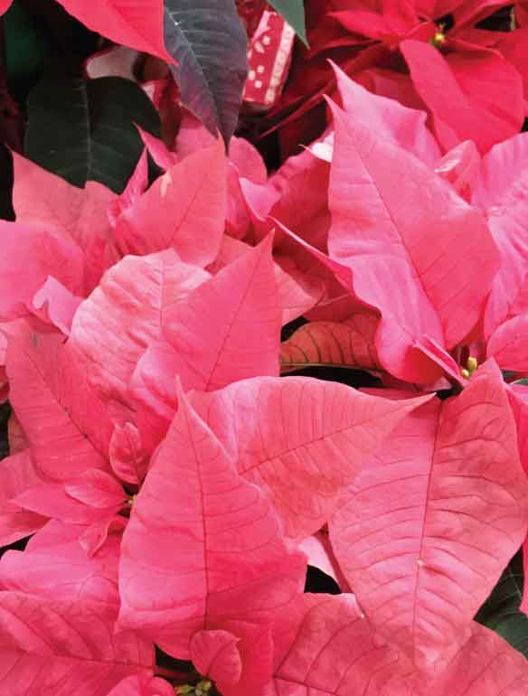 plante de poinsettia de couleur rose