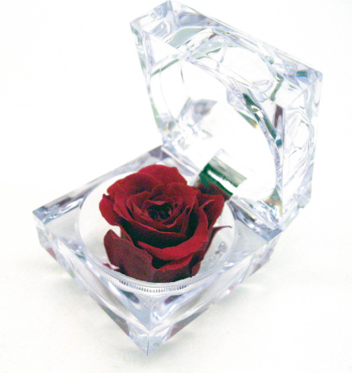 Mini rose éternelle dans son écrin - Maison Montcalm Fleuriste