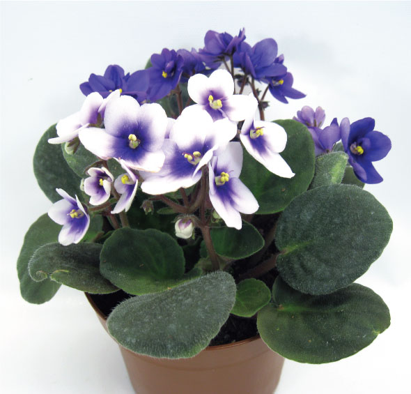 Plant de Violette Africaine (Saint-Paulia) - Maison Montcalm Fleuriste