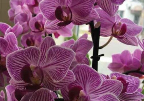 orchidee-rayee-fushia
